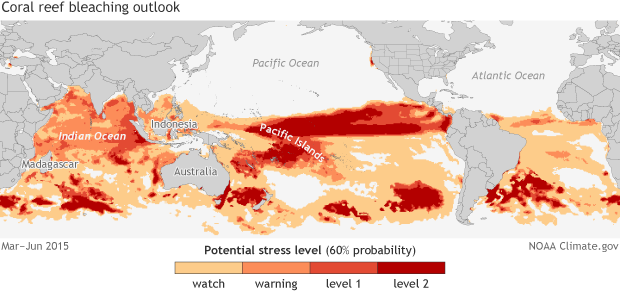 Warm oceans pose risk of global coral bleaching event in 2015