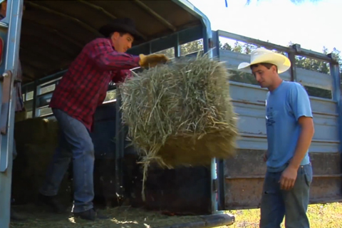 A man unloads a bail of hay from a trailer while another man watches