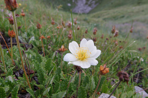 Close-up photo of the Arctic wildflower Dryas Octopetala