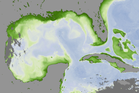 Chlorophyll in the Gulf of Mexico