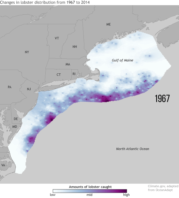 Warming ocean temperatures push lobster populations north
