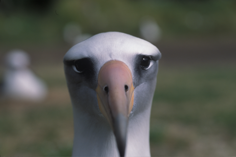 Head shot of an albatross staring directly into camera