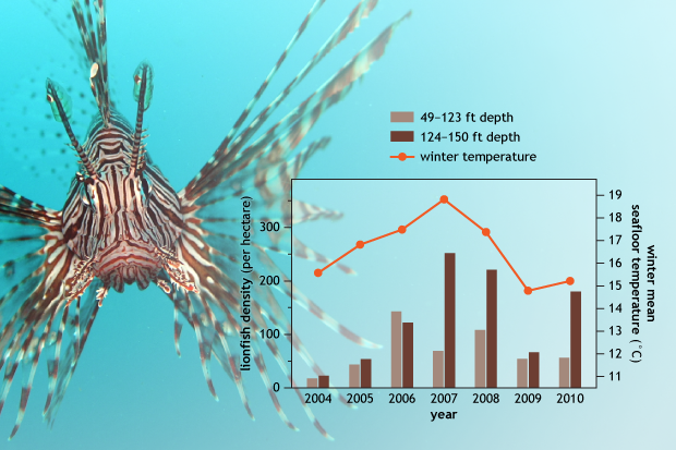 Warming Atlantic may invite greedy lionfish to North Carolina coast