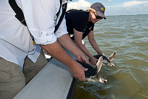 Sea turtle release