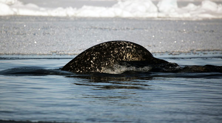 Narwhal up for air
