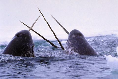 Narwhals breaching