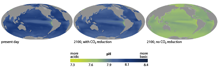 Ocean Acidification, Today and in the Future