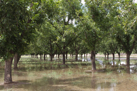 Image of pecan trees near Hatch, New Mexico