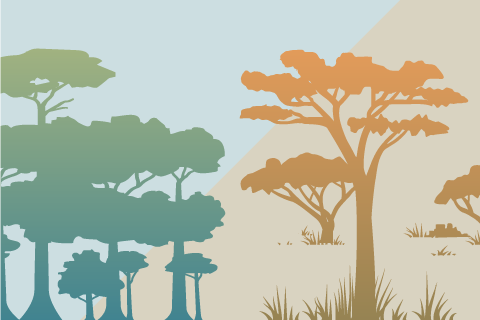 Desert rainforest graphic