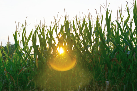 Sunset in a corn field