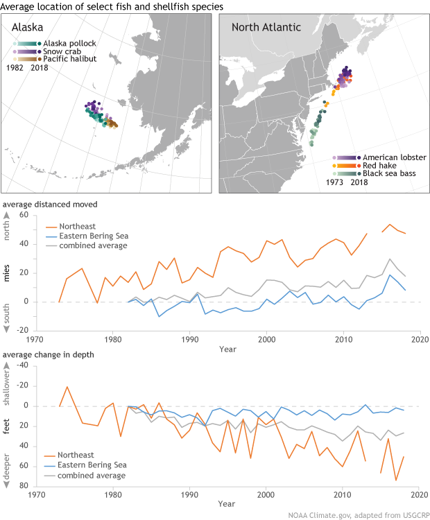 In search of cooler waters, marine species are shifting northward or diving deeper