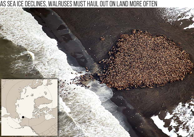 Climate impacts on walruses may be masked by influence of hunting pressure