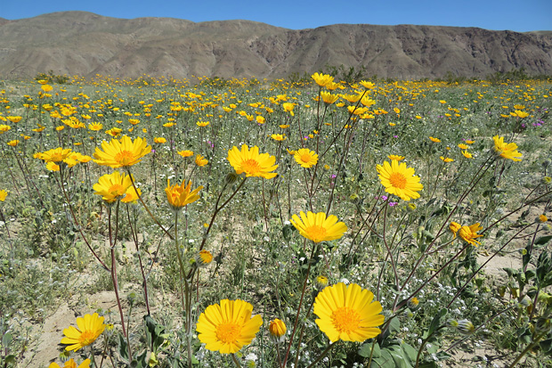 A superbloom of wildflowers overtakes California's southeastern deserts in March 2017