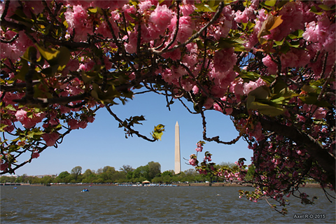Cherry blossoms