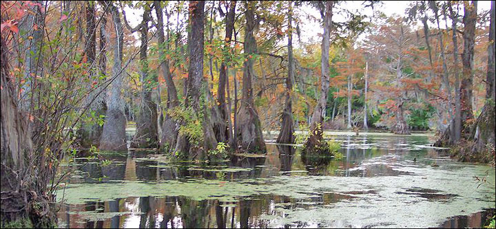 Merchants Millpond State Park