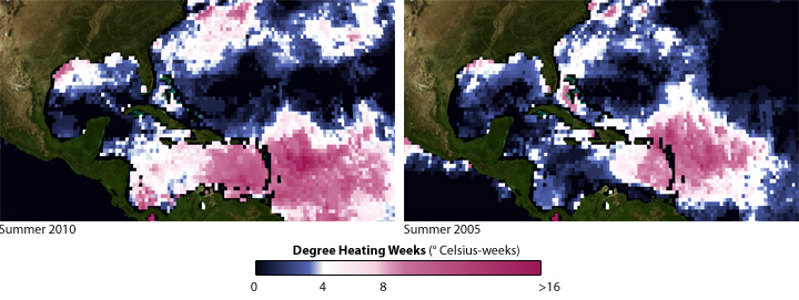 Coral Bleaching Could Be As Severe as 2005 Event