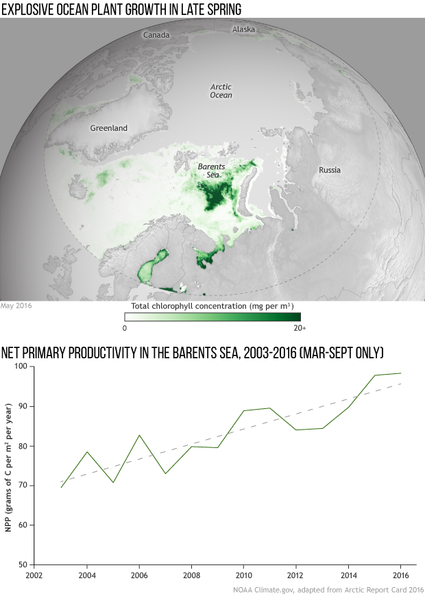 Ocean plant growth blooms in springtime as Arctic sea ice thins