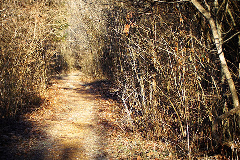 A pathway through woods in winter