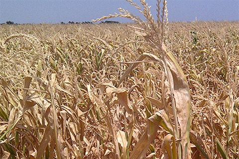 Dessicated corn stalks all the way to the horizon