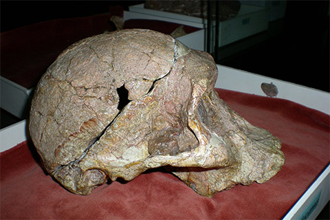 Mrs Ples, Ditsong Museum, Pretoria
