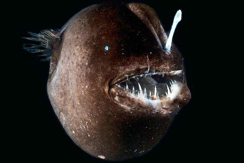 deep sea anglerfish attracting prey with its bioluminescent lure