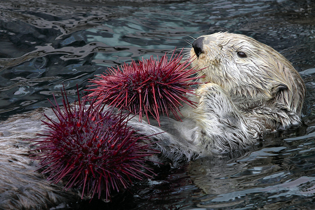 Caring for sea otters offers climate bonus
