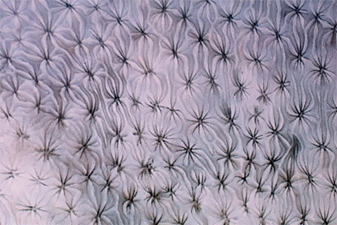 coral pattern