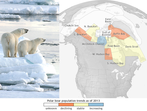Polar bear fortunes vary across the Arctic