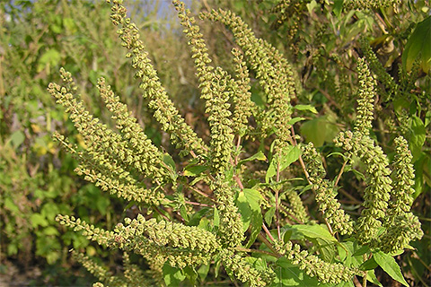 Sneeze-inducing ugly weed
