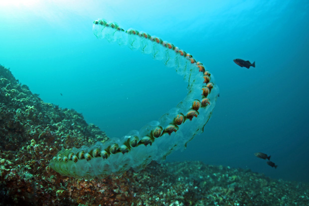 underwater photo of a chain of jellyfish-like plankton called salps anchored to a reef