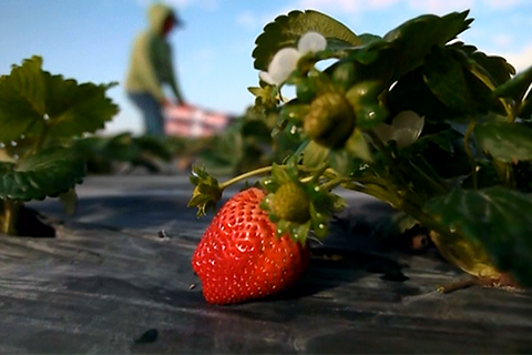 Close up of strawberry growing in a field