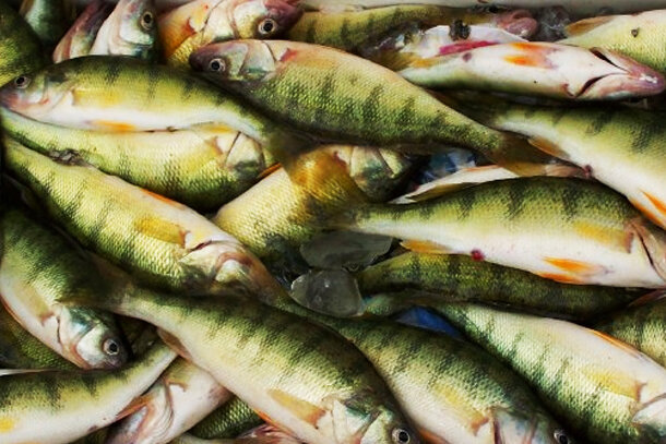 Cooler with perch