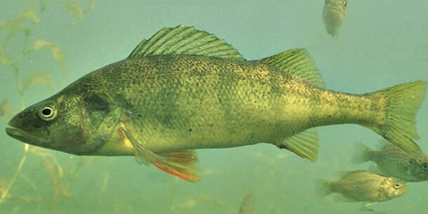 Perch