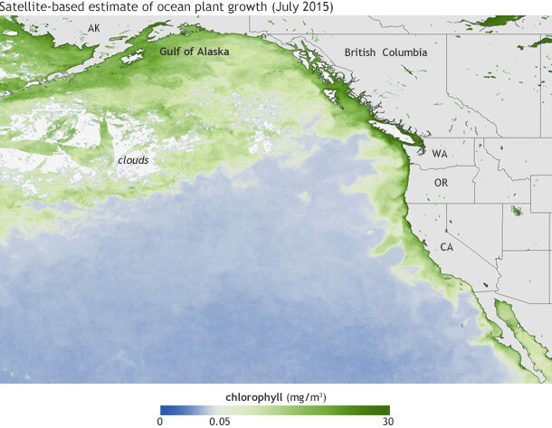Map of North Pacific Ocean from Alaska Coast to Baja California showing chlorophyll levels