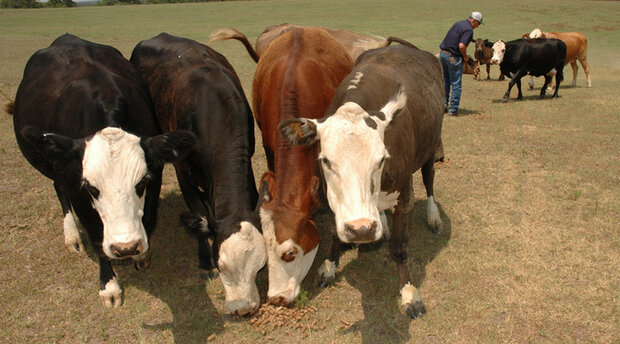 Cows