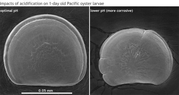 Oyster larva