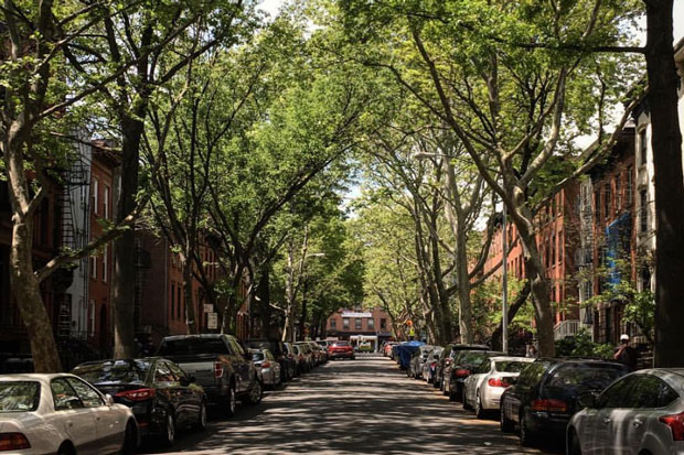 Tree-lined street