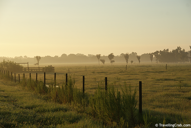 Humid haze over a strawberry field near sunset