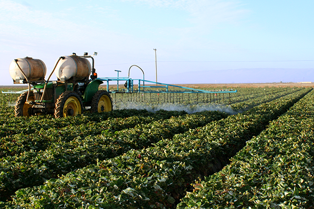 A tractor sprays strawberry plants in a field
