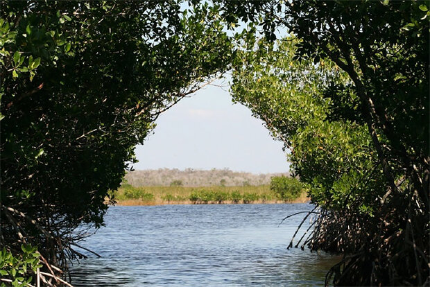 Mangrove