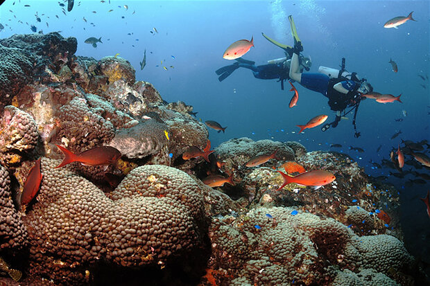 Colorful coral reef