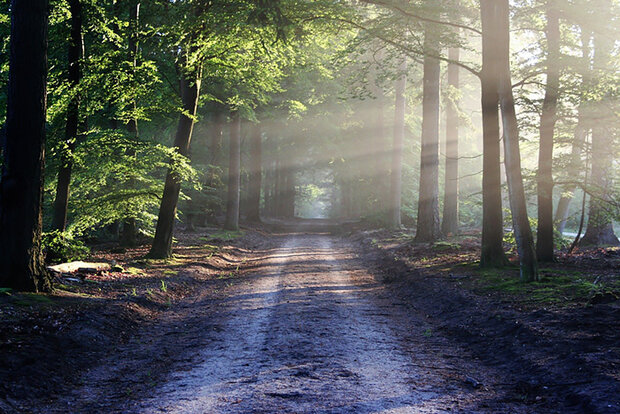 Forest scene