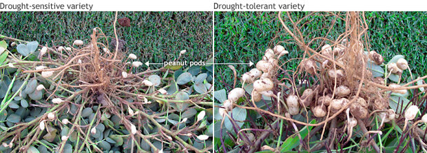 Peanut pod comparison