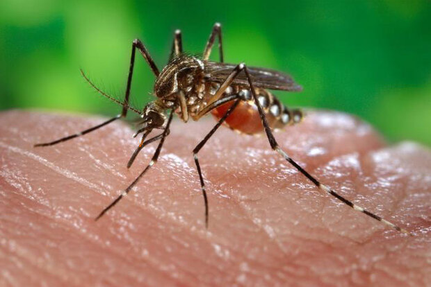 Rotten mosquito
