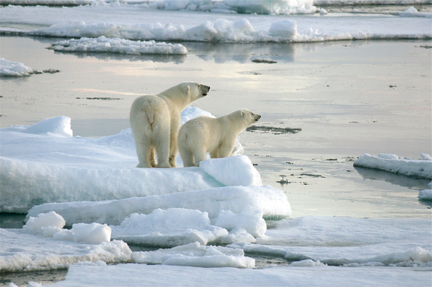 Polar bears on sea ice near the Svalbard&nbsp;archipelago.