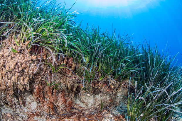 Underwater photo of seagrass showing exposed rhizomes