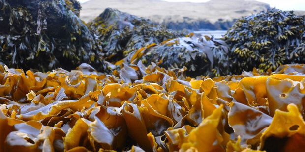 Ground-level view of yellow-brown kelp and rocks