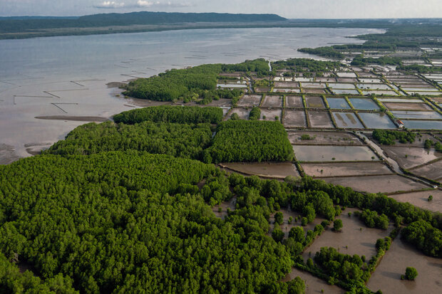 Aerial view of coastal area of East Java showing mangrove forests interrupted by shrimp ponds