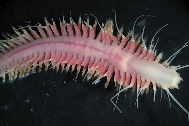 Methane worm