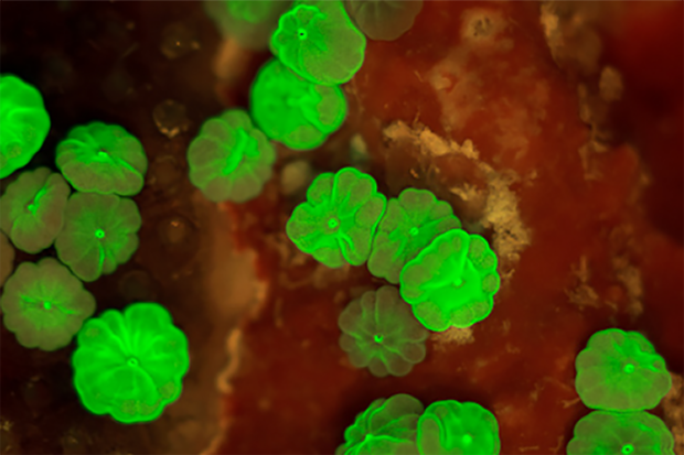 Coral polyps